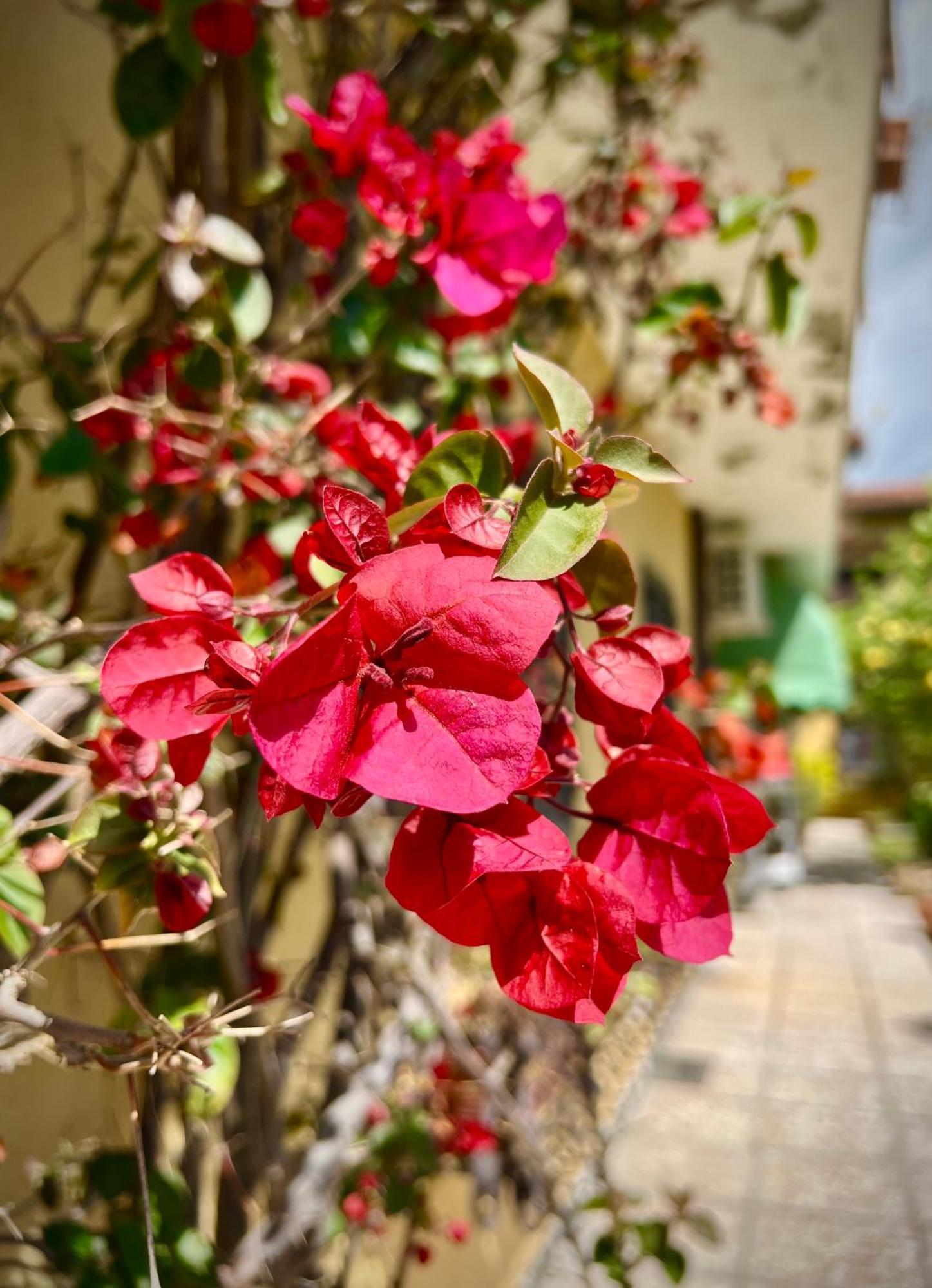 Bed&Breakfast Villa Lorena Forte dei Marmi Bagian luar foto